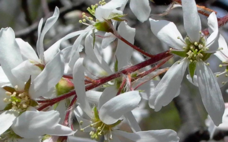 Amelanchier arborea (Downy Serviceberry)