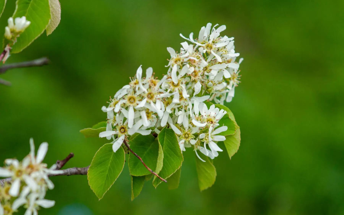 Amelanchier canadensis (Canadian Serviceberry)