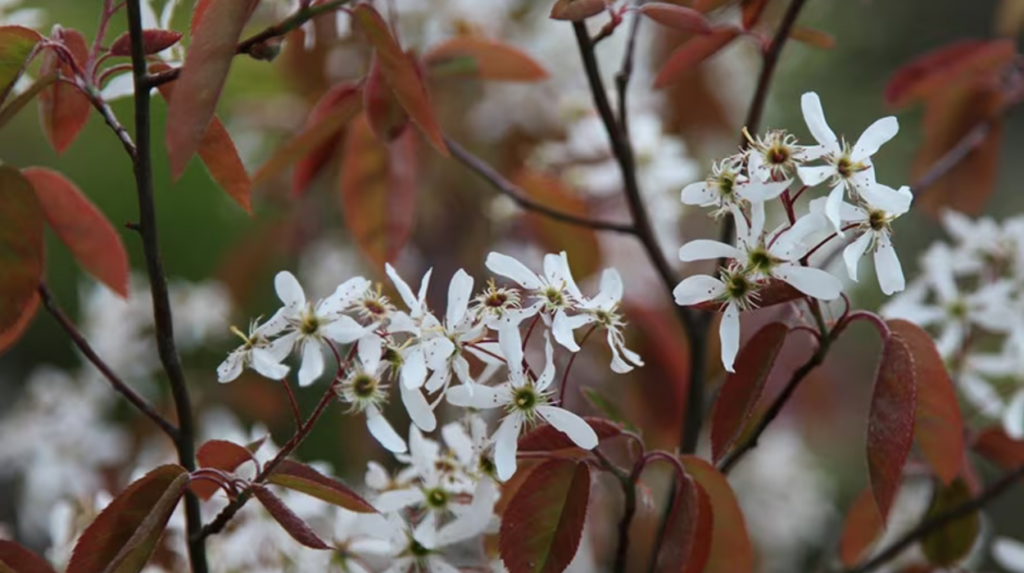 Amelanchier lamarckii (Juneberry)
