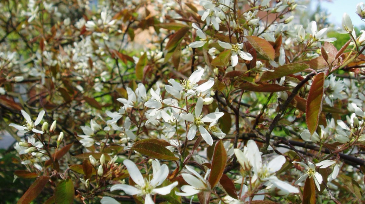Amelanchier lamarckii (Juneberry)