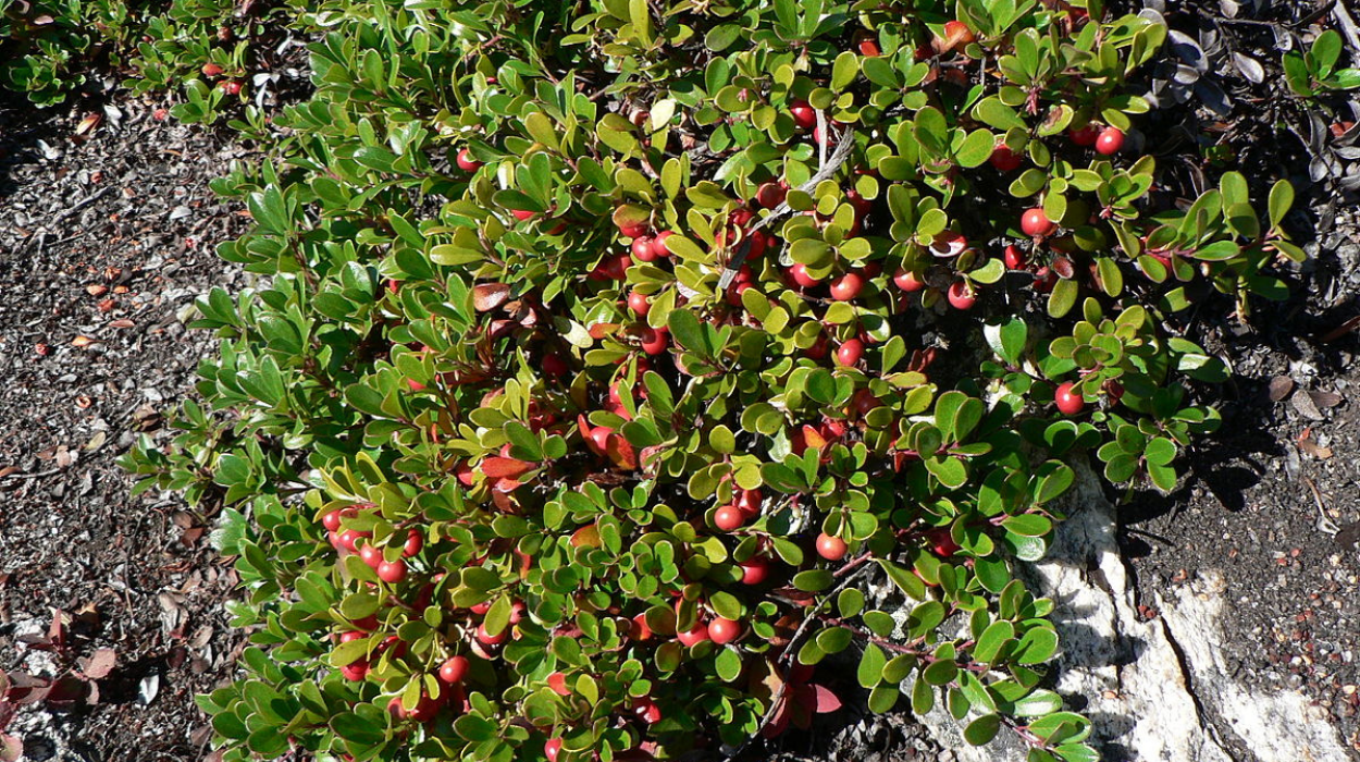 Arctostaphylos uva-ursi (Bearberry)