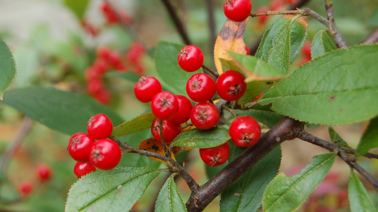 Aronia arbutifolia (Red Chokeberry): Enhancing Your Landscape with ...