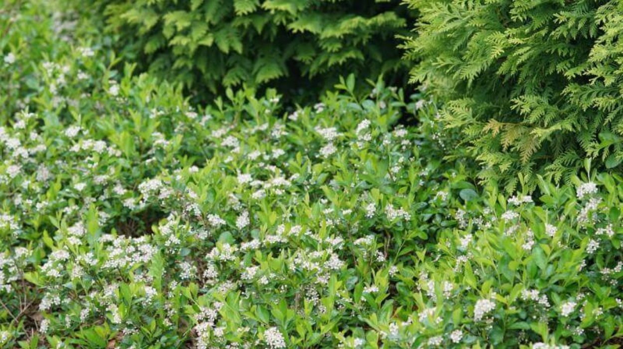 Aronia melanocarpa Ground Hug (Black Chokeberry)