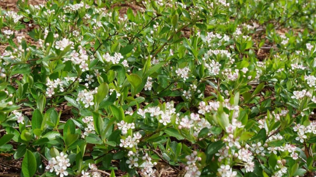 Aronia melanocarpa Ground Hug (Black Chokeberry)