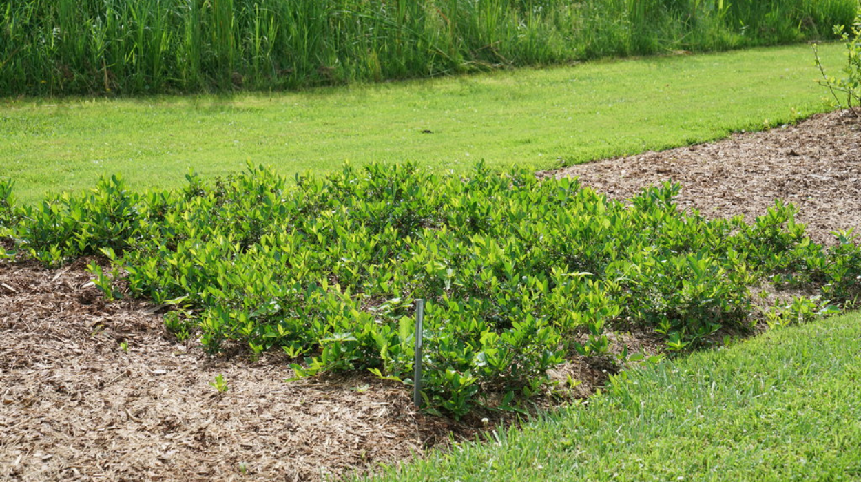 Aronia melanocarpa Ground Hug (Black Chokeberry)