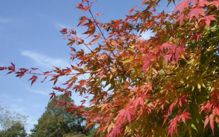 Acer palmatum “Eddisbury”