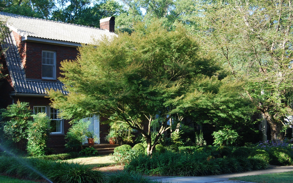 Acer palmatum “Seiryu”