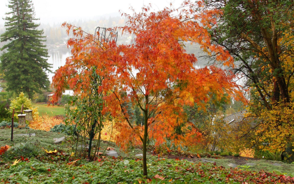 Acer palmatum “Seiryu”