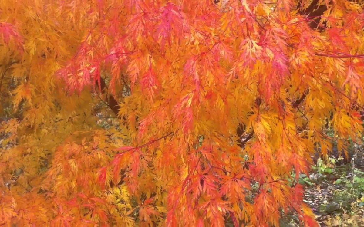 Acer palmatum “Seiryu”