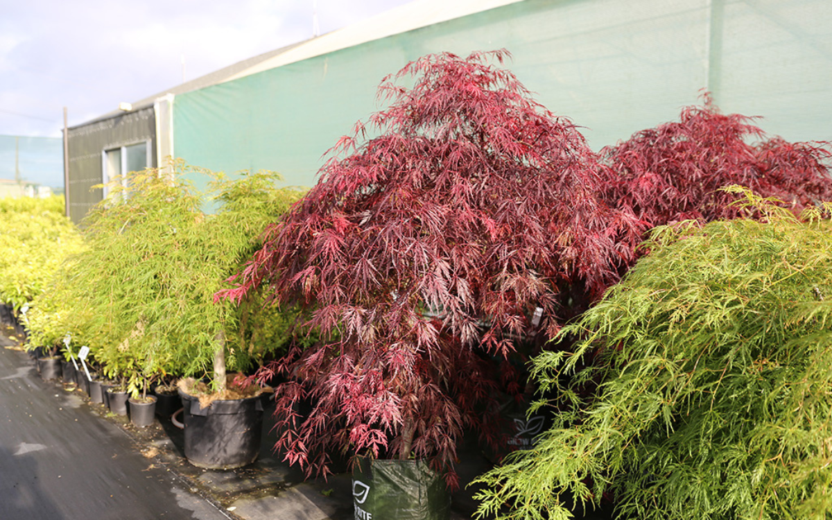 Acer palmatum “Tamukeyama”