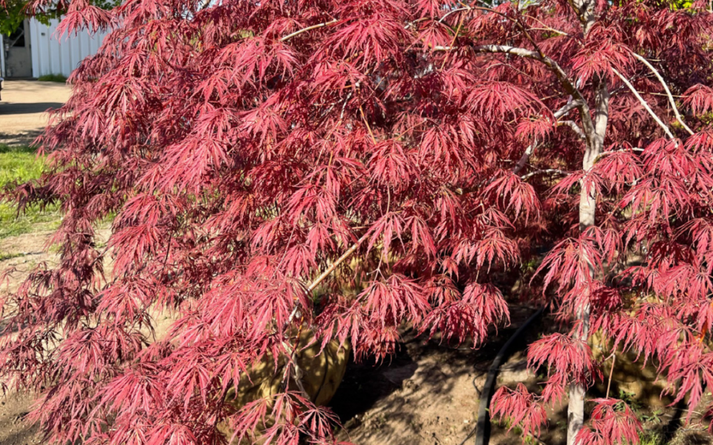 Acer palmatum “Tamukeyama”