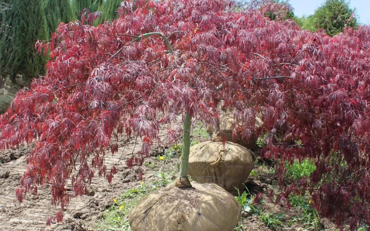 Acer palmatum “Tamukeyama”