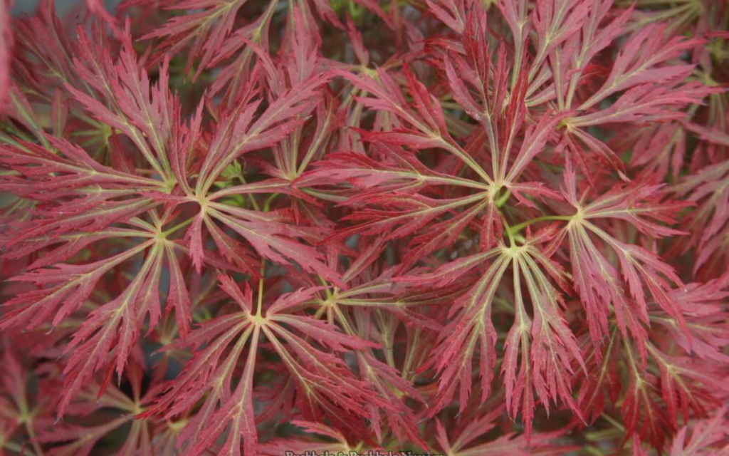 Acer Shirasawanum "Kawaii"