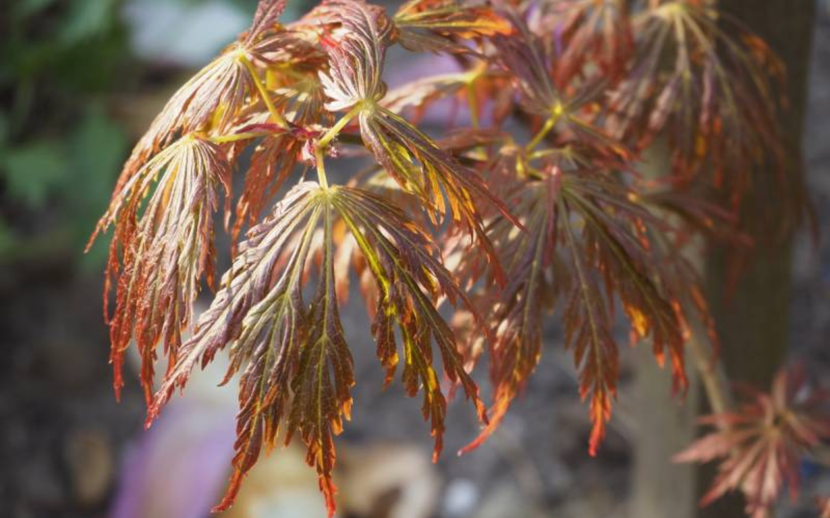 Acer Shirasawanum "Kawaii"