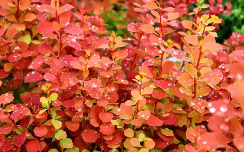 Berberis Thunbergii ‘Orange Rocket’ (Japanese Barberry)