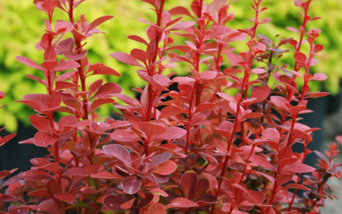 Berberis Thunbergii ‘Orange Rocket’ (Japanese Barberry)