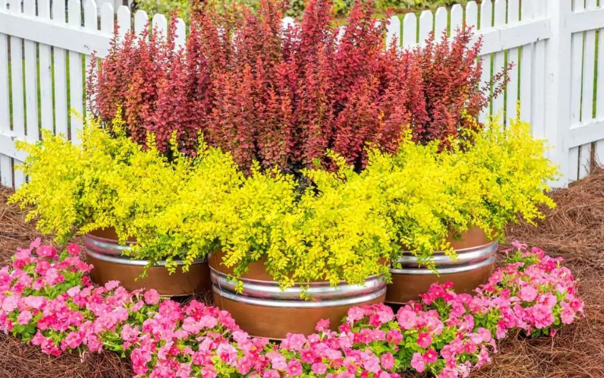 Berberis Thunbergii ‘Orange Rocket’ (Japanese Barberry)