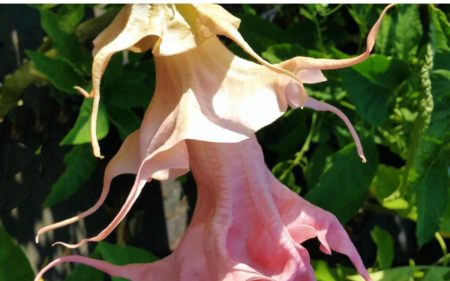 Brugmansia 'Frosty Pink' (Angel's Trumpet)