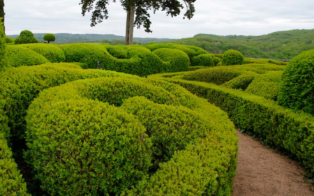 Buxus Microphylla var. Japonica ‘Green Beauty’