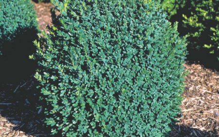 Buxus sempervirens ‘Blauer Heinz’ (Boxwood)