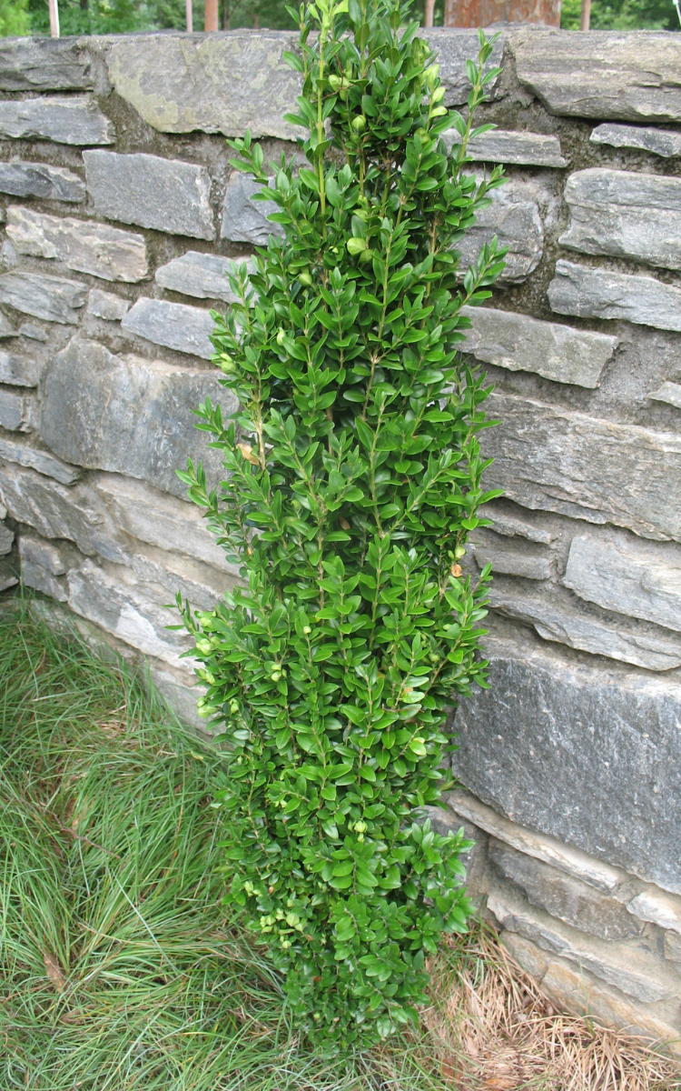 Buxus sempervirens ‘Graham Blandy’ (Boxwood)