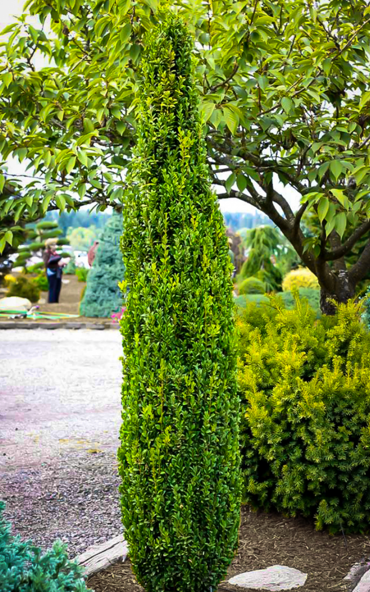 Buxus sempervirens ‘Graham Blandy’ (Boxwood)