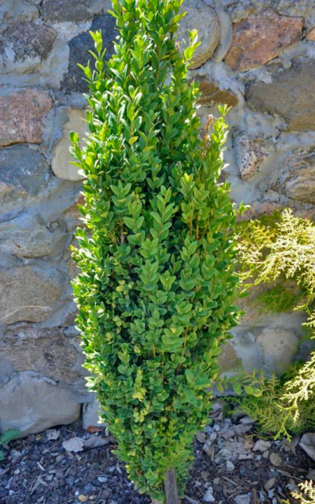 Buxus sempervirens ‘Graham Blandy’ (Boxwood)