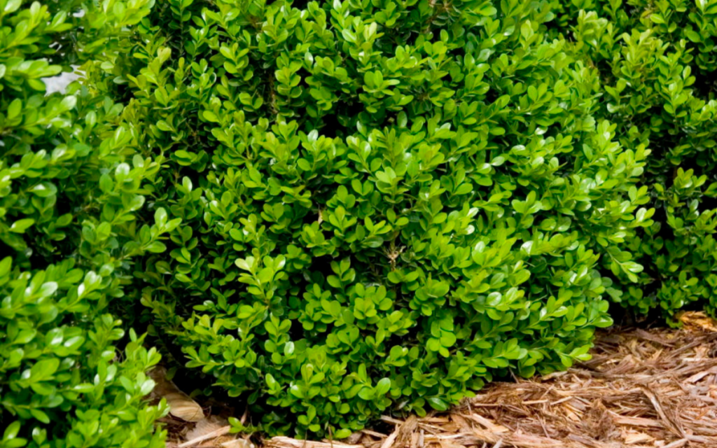 Buxus sempervirens ‘Dee Runk’ (Boxwood)