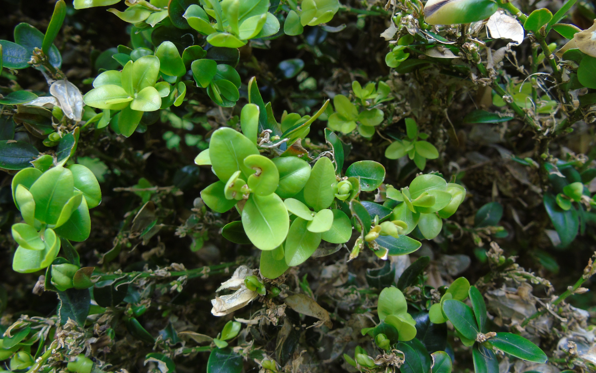 Buxus sempervirens ‘Dee Runk’ (Boxwood)