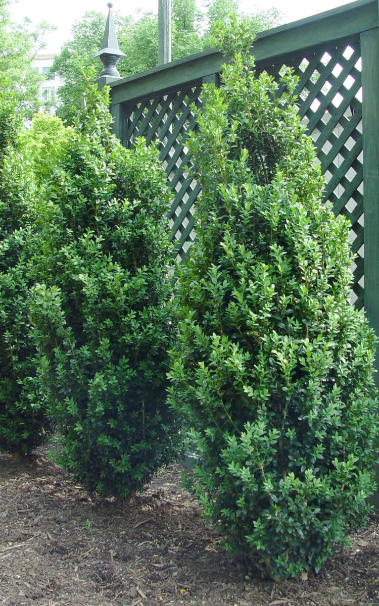 Buxus sempervirens ‘Dee Runk’ (Boxwood)