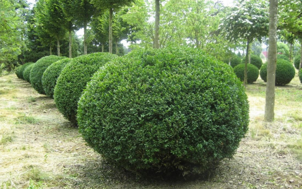 Buxus sempervirens ‘Suffruticosa’ (Boxwood)