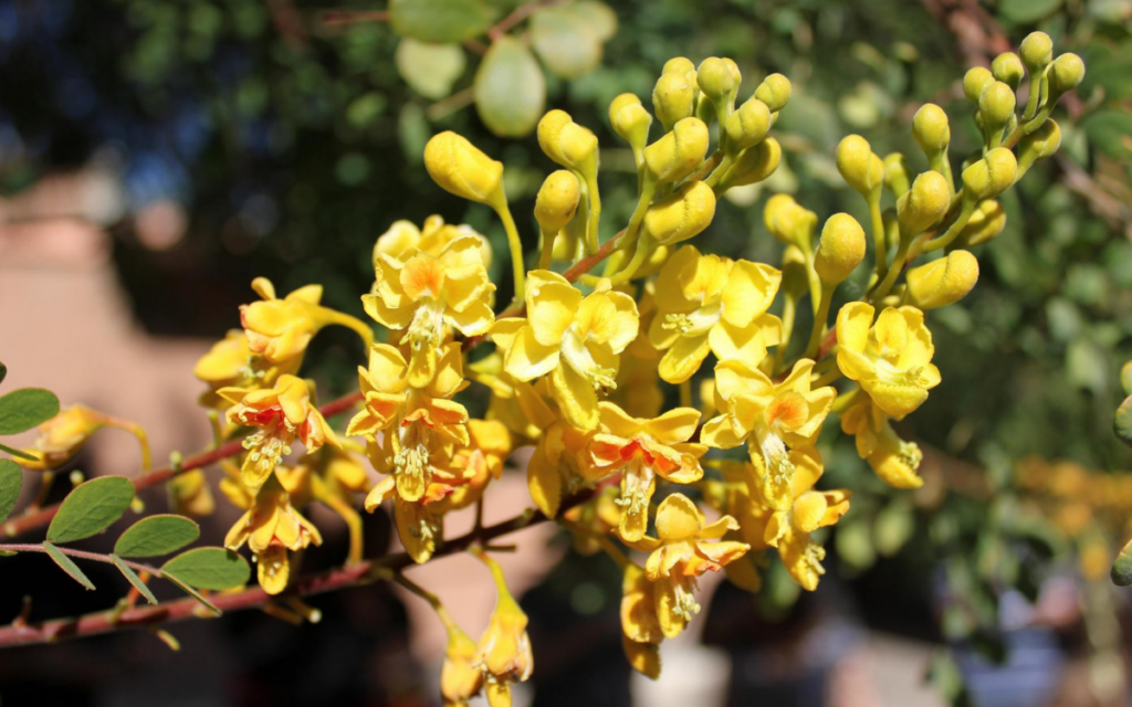 Caesalpinia Mexicana (Mexican Bird of Paradise)