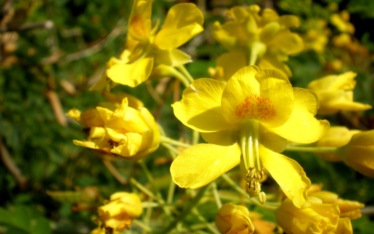 Caesalpinia Mexicana (Mexican Bird of Paradise)