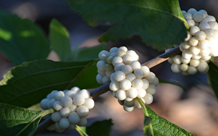 Callicarpa dichotoma f. Albifructa (White Beautyberry)