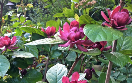 Calycanthus x raulstonii ‘Hartlage Wine’ (Sweetshrub)