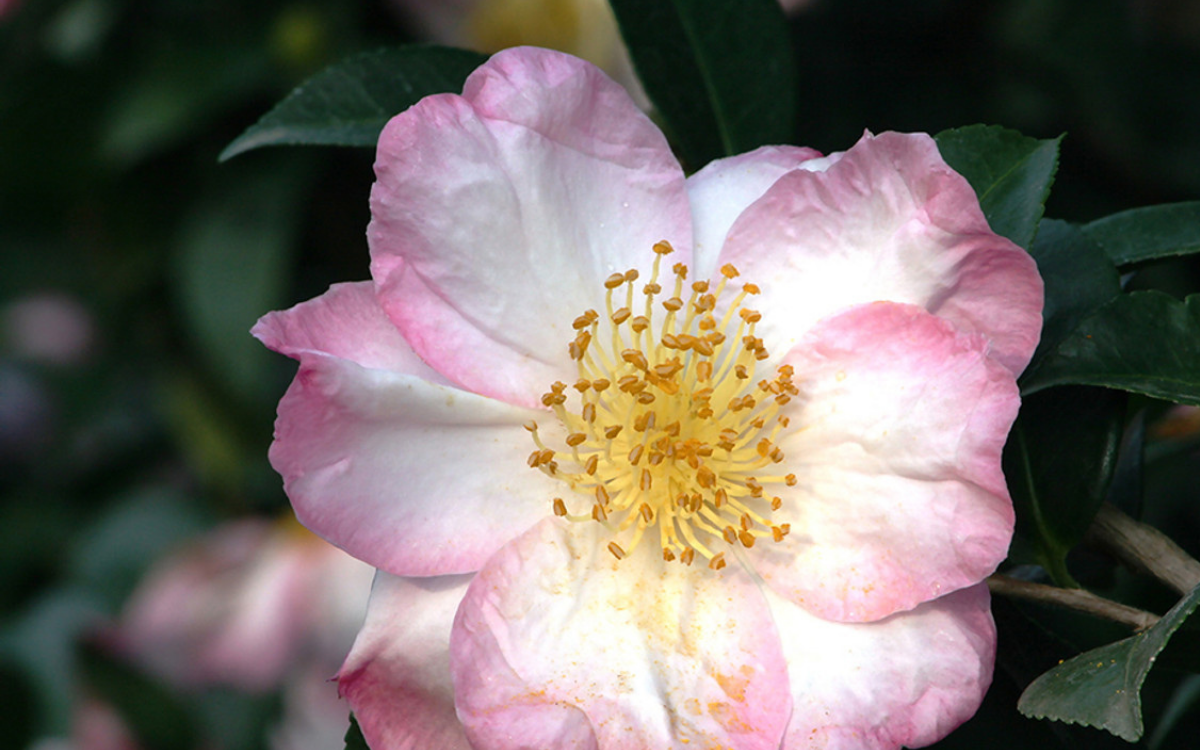 Camellia japonica 'Apple Blossom'