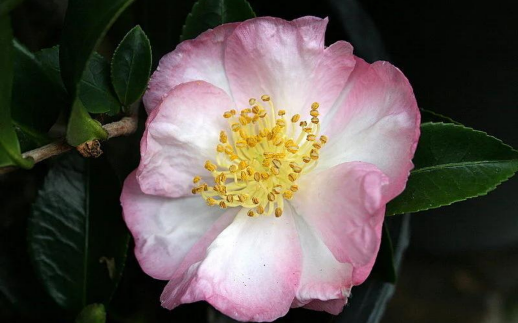 Camellia japonica 'Apple Blossom'