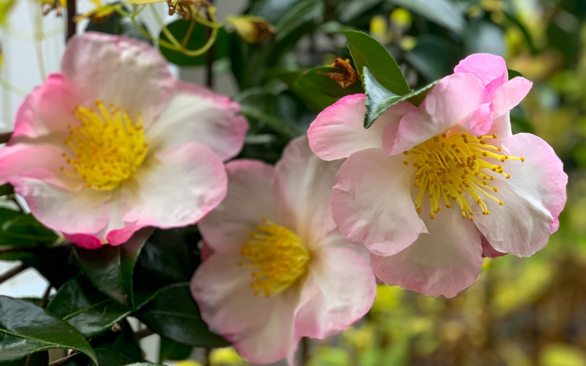 Camellia japonica 'Apple Blossom'