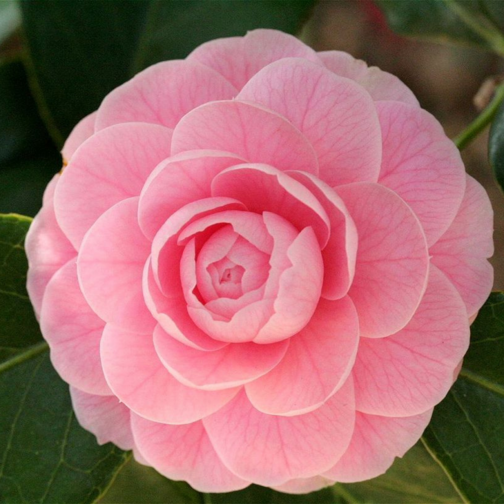 Camellia japonica 'April Rose' - Shrubs Garden