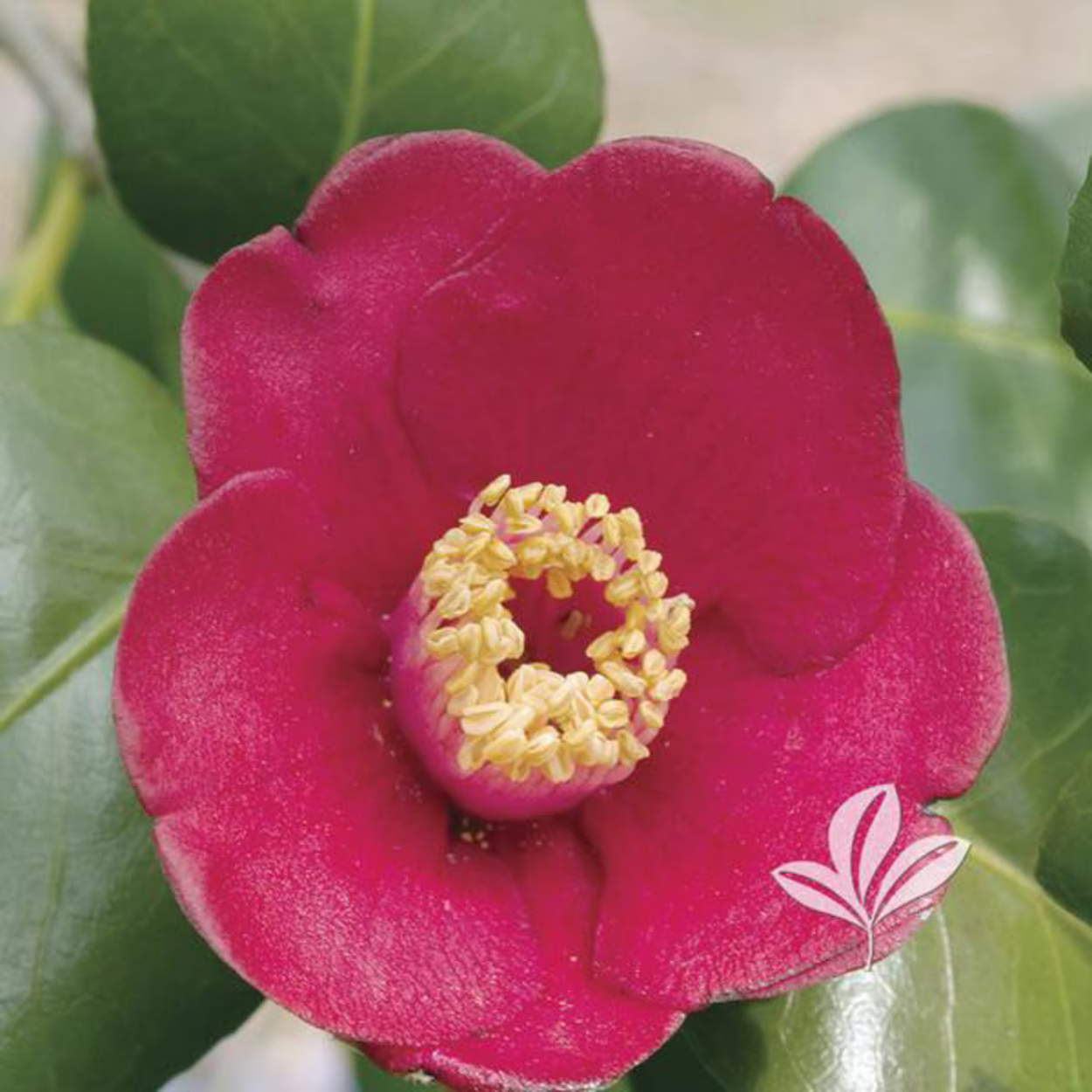 Camellia japonica 'Korean Fire'