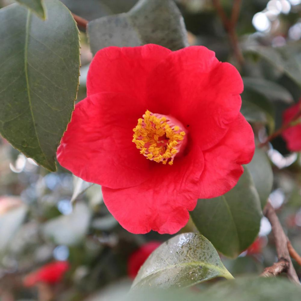 Camellia japonica 'Korean Fire'