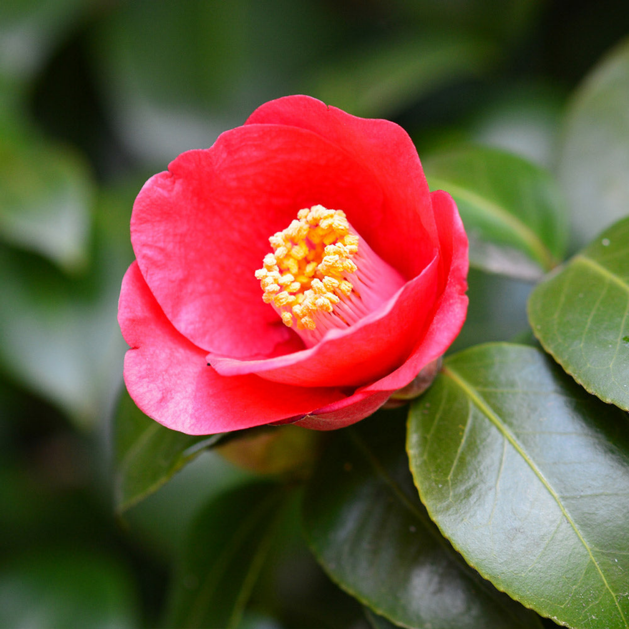 Camellia japonica 'Korean Fire'