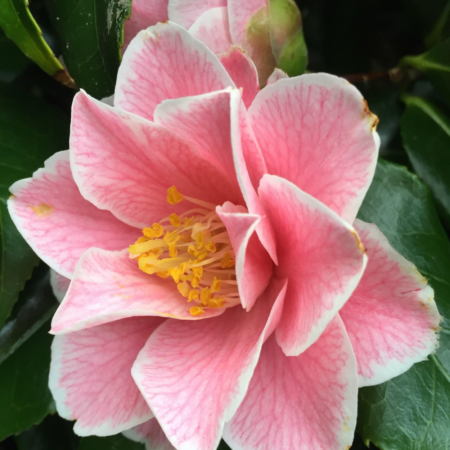 Camellia japonica 'Lavinia Maggi'