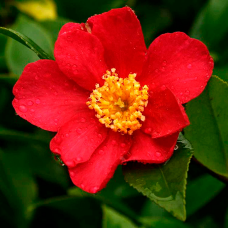 Camellia sasanqua 'Crimson King'