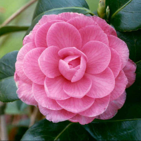 Camellia x Williamsii 'E.G. Waterhouse'