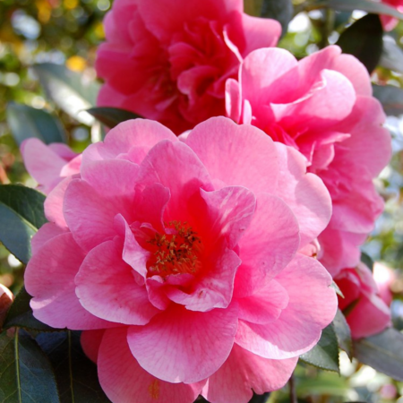 Camellia x Williamsii 'Elegant Beauty'