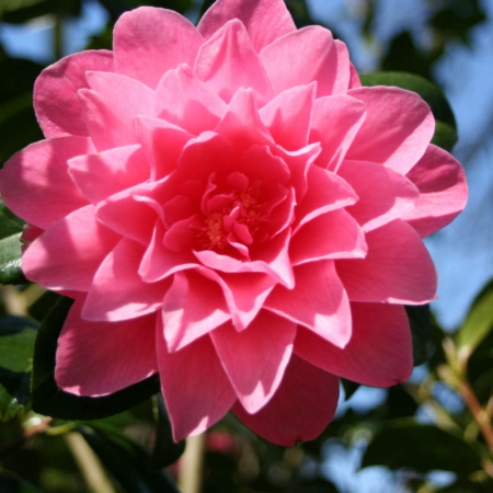 Camellia x Williamsii 'Water Lily'