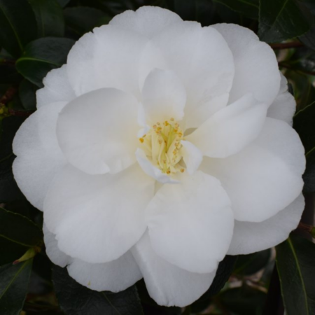 Camellia x Williamsii 'China Clay'