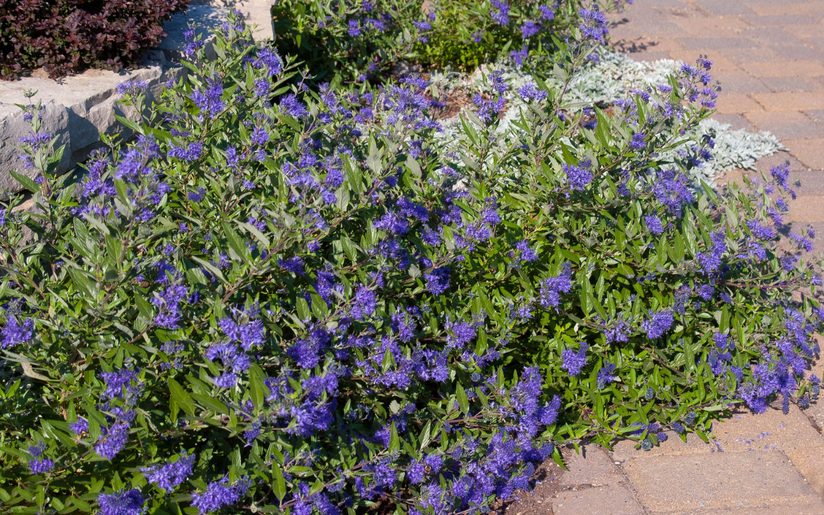 Caryopteris x clandonensis ‘Sapphire Surf’ (Bluebeard)