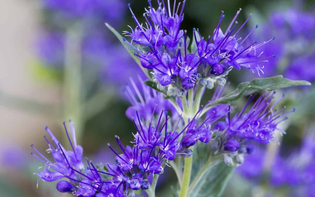 Caryopteris x clandonensis ‘Sapphire Surf’ (Bluebeard)